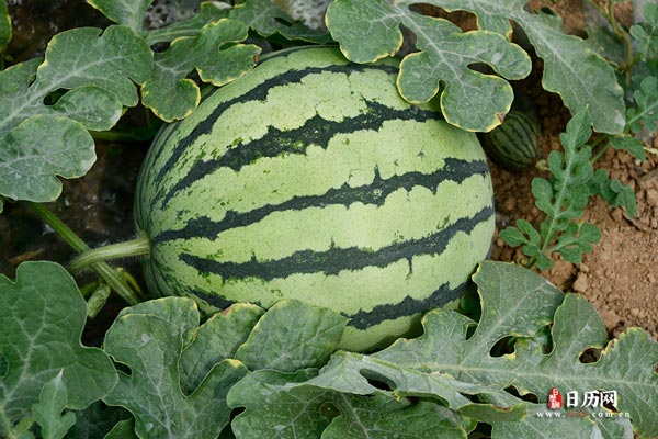 西瓜地西瓜种植田间西瓜-