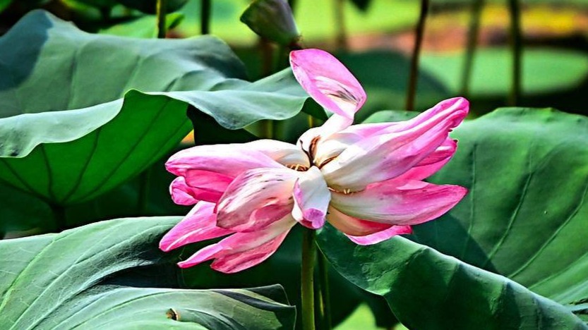 东湖现并蒂莲