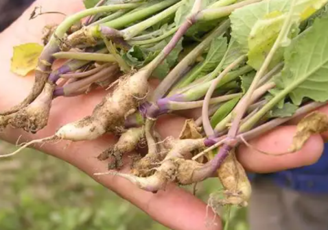 油菜根肿病