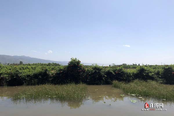 自然风景池塘